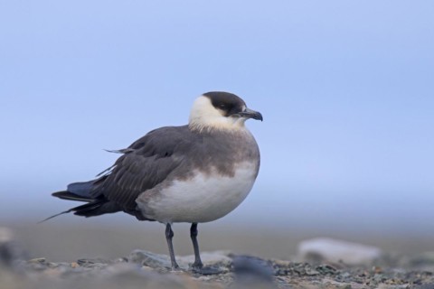 Arctic skua