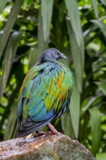 Nicobar pigeon