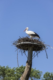 White stork