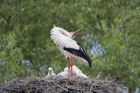 White storks