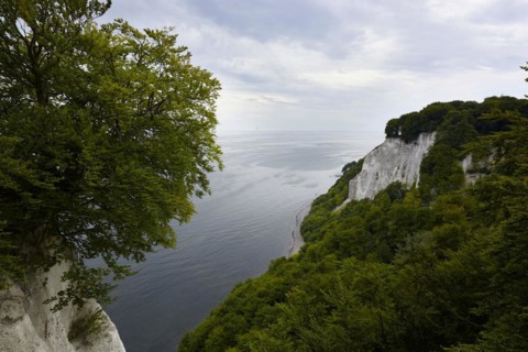 Chalk cliffs with beech forest on the Baltic coast