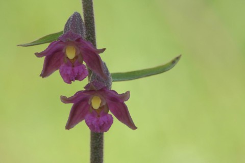 Two flowers of dark red helleborine