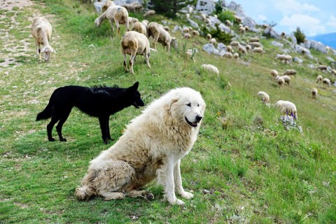Flock of sheep and sheepdogs on Campo Imperatore