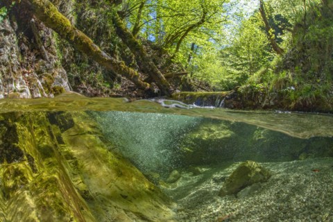 Underwater photo in a mountain stream in the Kalkalpen National Park