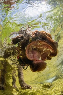 Underwater photo of a domestic dog Lagotto Romagnolo in a mountain stream