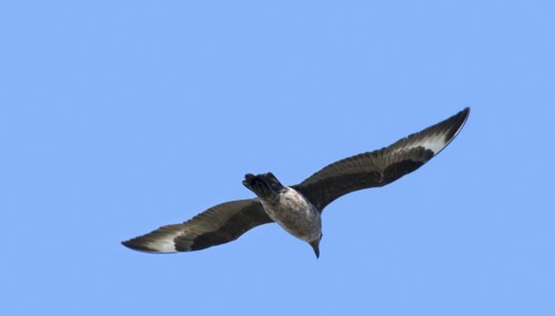Great skua