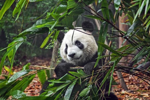 Giant panda