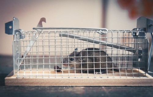 A mouse sits in a live trap for mice in Berlin. 18.04.2023.