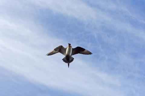 Arctic skua