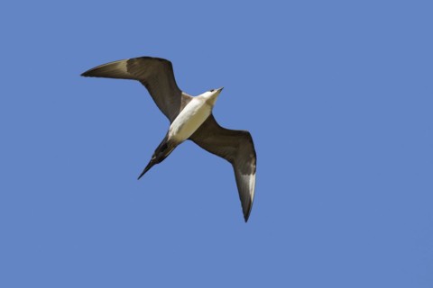 Arctic skua
