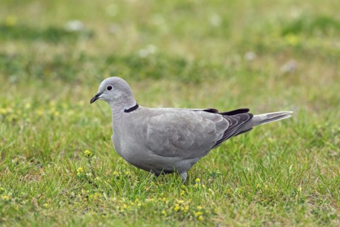 Eurasian collared dove