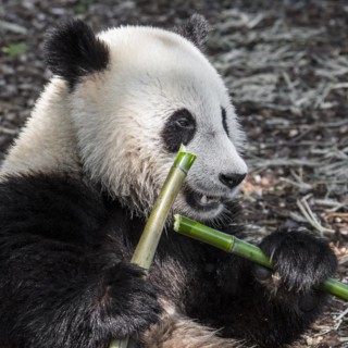 Young two year old giant panda