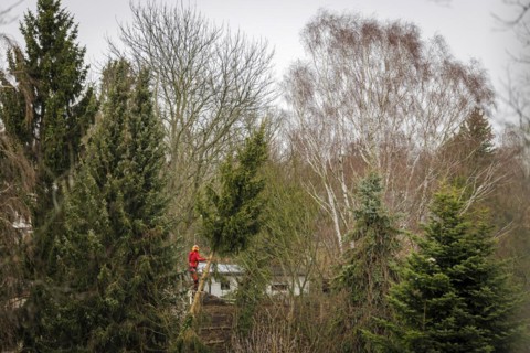 A tree climber stands on a warped tree in the Berlin district of Reinickendorf. The hurricane ' Ylenia ' is currently also causing obstructions in Berlin due to fallen trees. Berlin