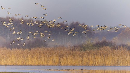 Greylag Goose