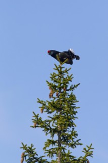 Black grouse