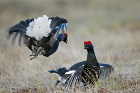 Black grouse