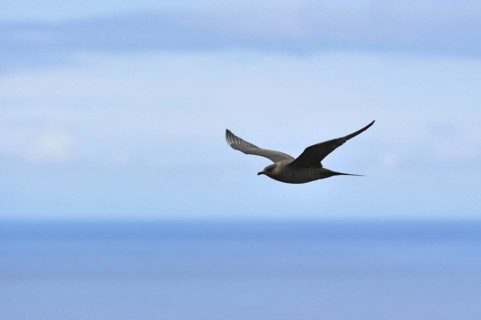 Arctic Skua