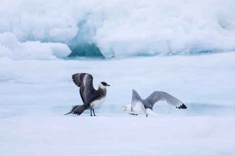 Arctic skua