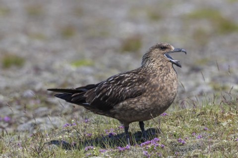 Great skua