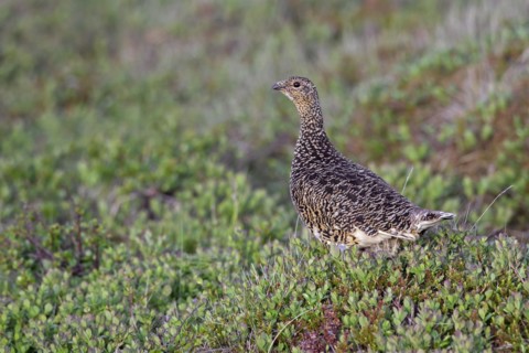 Icelandic rock ptarmigan