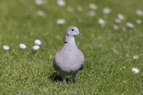 Eurasian collared dove