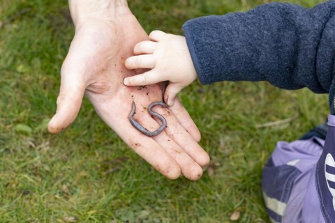 Toddler grabs an earthworm in the hand of an adult