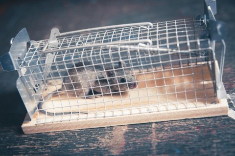 A mouse sits in a live trap for mice in Berlin. 18.04.2023.