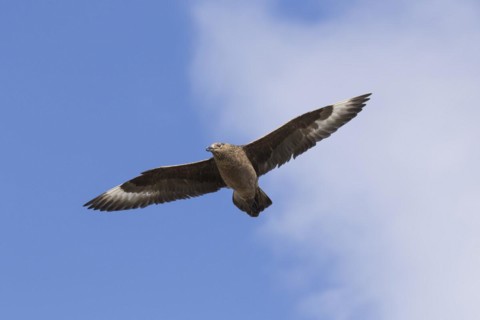 Great skua