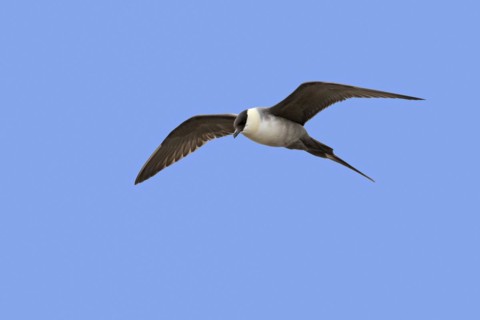 Long-tailed skua