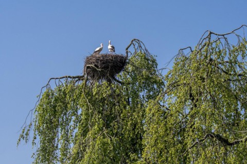 White stork