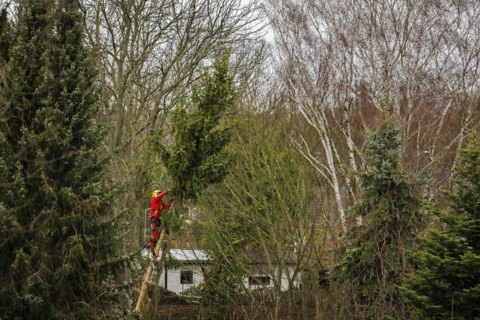 A tree climber cuts down a warped tree with a chainsaw in the Reinickendorf district of Berlin. The hurricane ' Ylenia ' is currently also causing obstructions in Berlin due to fallen trees. Berlin