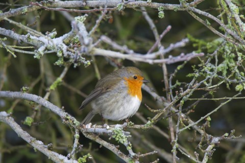 European robin