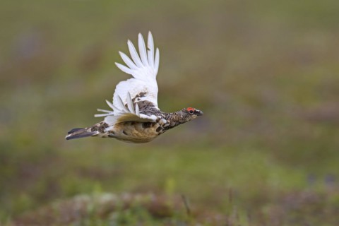 Icelandic rock ptarmigan