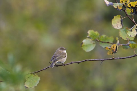 Siberian chiffchaff
