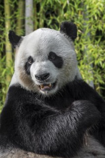 Giant panda