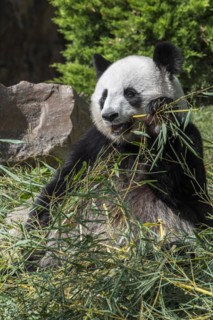 Giant panda
