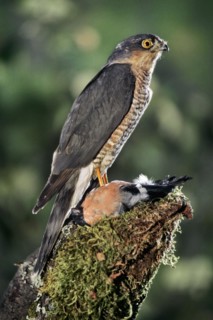 Sperwer met geslagen goudvink op boomstronk in bos Eurasian Sparrowhawk