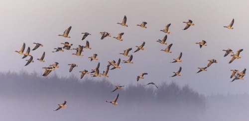 Greylag Goose