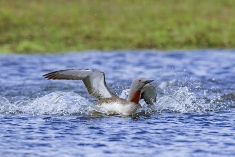Red-throated loon