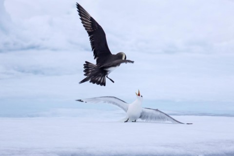 Arctic skua