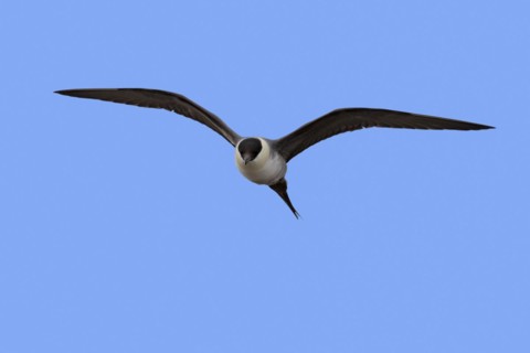 Long-tailed skua
