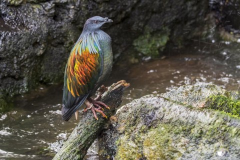 Nicobar pigeon
