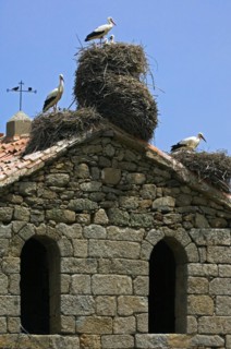 White storks