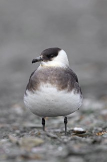 Arctic skua