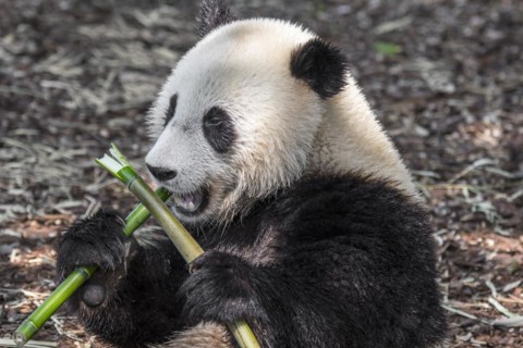 Young two year old giant panda