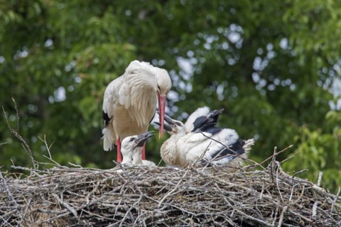 White storks