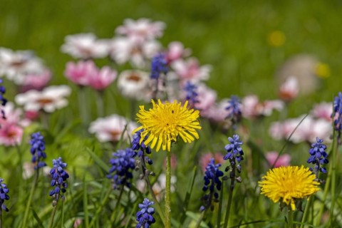Flowerbed
