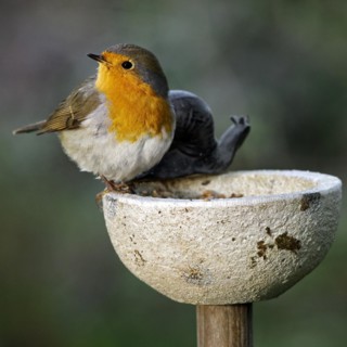 European Robin