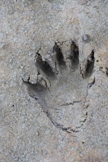 North American raccoon