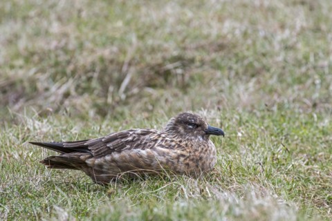 Great skua